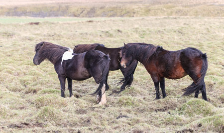 Flock of Icelandic horses on a grass fieldの写真素材
