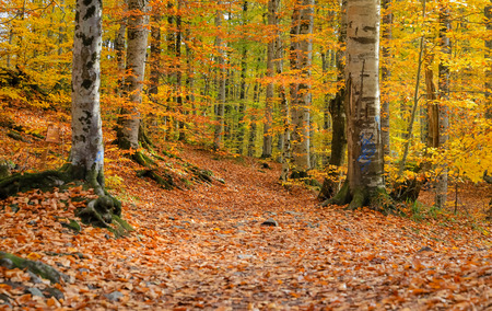 Forest in Yedigoller National Park, Bolu, Turkeyの写真素材