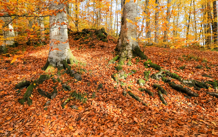 Tree Root in Yedigoller National Park, Bolu, Turkeyの写真素材
