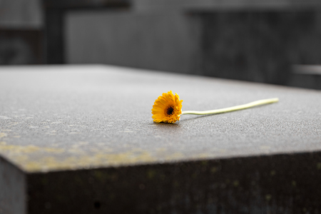 Flower in Memorial to the Murdered Jews of Europe in Berlin City, Germanyの写真素材