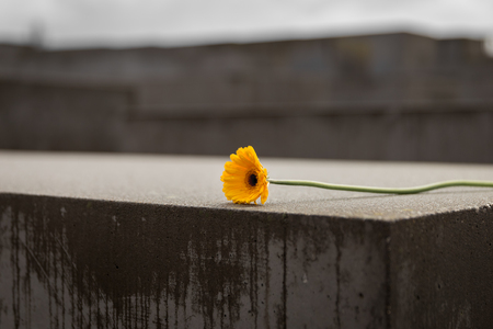 Flower in Memorial to the Murdered Jews of Europe in Berlin City, Germanyの写真素材