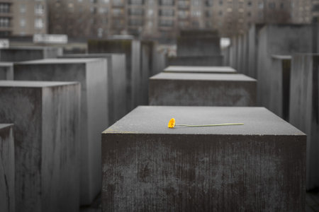 Flower in Memorial to the Murdered Jews of Europe in Berlin City, Germanyのeditorial素材
