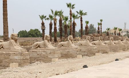 Avenue of Sphinxes in Luxor Temple, Luxor City, Egyptの写真素材