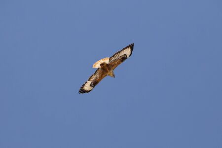 A Hawk in flight in Anatolia, Turkeyの写真素材