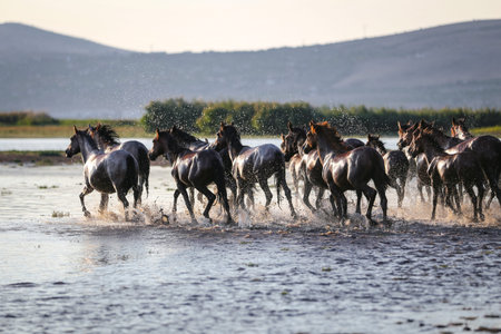 Yilki Horses Running in Water, Kayseri City, Turkey