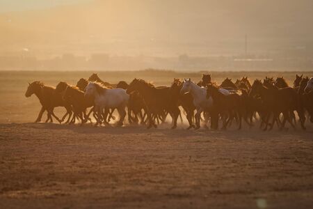 Yilki Horses Running in Field, Kayseri City, Turkeyの写真素材