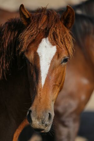 A Yilki Horse in Kayseri City, Turkeyの写真素材