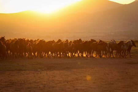 Yilki Horses Running in Field, Kayseri City, Turkeyの写真素材