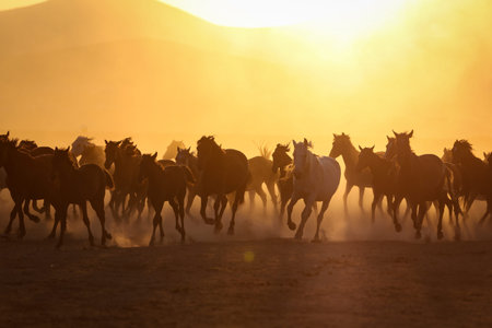 Yilki Horses Running in Field, Kayseri City, Turkey