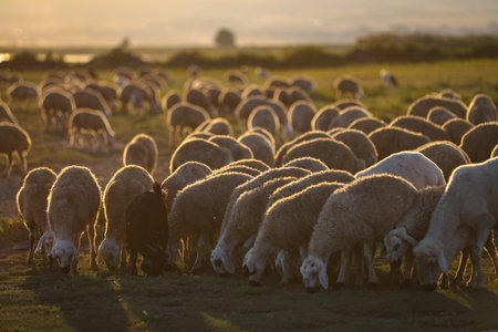 Sheep Herd Grazing at Sunset in Nevsehir, Turkey
