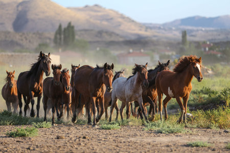 Yilki Horses Running in Field, Kayseri City, Turkey
