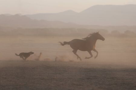 Yilki Horses Running in Field, Kayseri City, Turkeyの写真素材