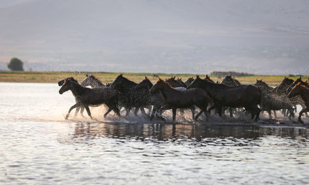 Yilki Horses Running in Water, Kayseri City, Turkeyの写真素材