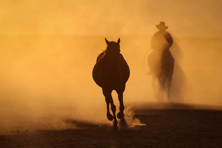 Yilki Horses Running in Field, Kayseri City, Turkey