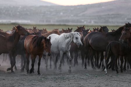 Yilki Horses Running in Field, Kayseri City, Turkeyの写真素材