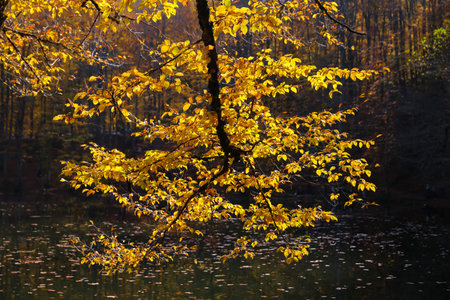 Buyuk Lake in Yedigoller National Park, Bolu City, Turkey