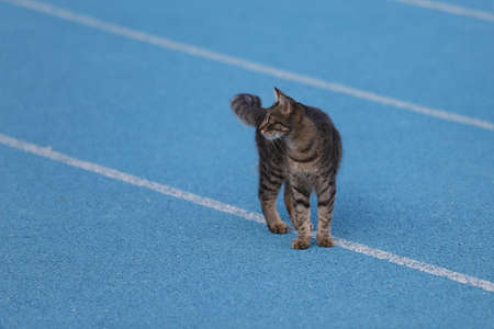 Tabby Cat on Blue Track and Fieldの写真素材