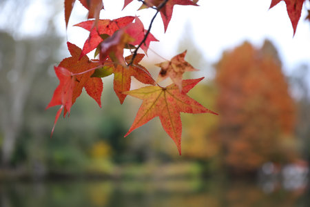Leaves on tree branch during autumn season