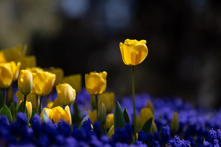 Beautiful Single Yellow Tulip in Flower Garden