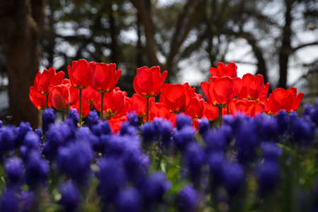 Beautiful and Colorful Tulips in Flower Gardenの写真素材
