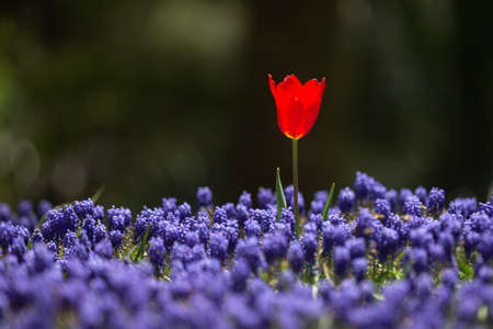 Beautiful Single Red Tulip in Flower Gardenの写真素材