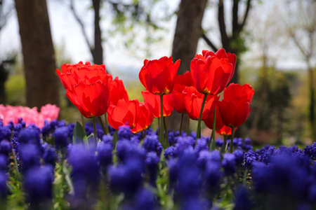 Beautiful and Colorful Tulips in Flower Gardenの写真素材