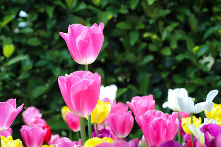 Beautiful and Colorful Tulips in Flower Garden