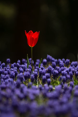 Beautiful Single Red Tulip in Flower Garden