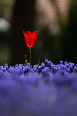 Beautiful Single Red Tulip in Flower Gardenの写真素材