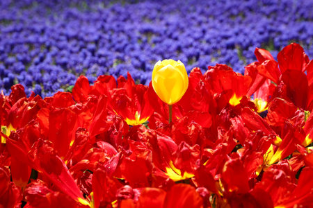 Beautiful and Colorful Tulips in Flower Garden
