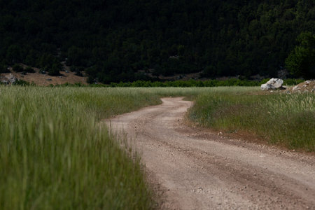 Dirt road between a green wheat field