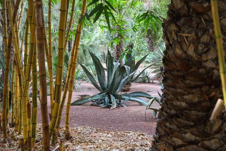 Cactuses in Majorelle Garden in Marrakech City, Moroccoの写真素材