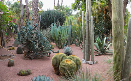 Cactuses in Majorelle Garden in Marrakech City, Moroccoの写真素材
