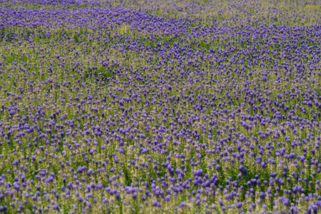 Beautiful Purple Lavenders in Flower Gardenのeditorial素材