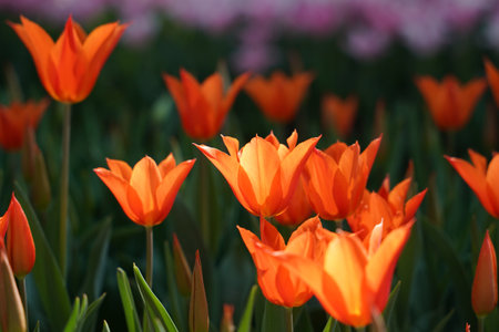 Beautiful and Colorful Tulips in Flower Gardenの写真素材