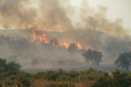 Forest Fire in Gallipoli, Canakkale City, Turkiye