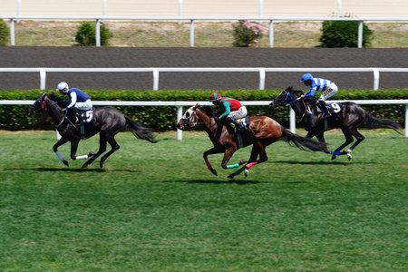 ISTANBUL, TURKIYE - JUNE 30, 2024: Horse race in Veliefendi Race Course