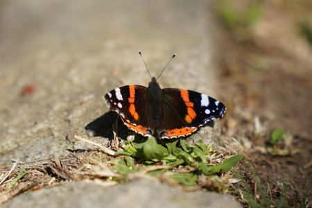 A beautiful butterfly on the groundの写真素材