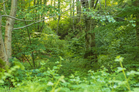 great photo taken in the forest in turkey zonguldak