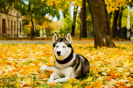 Portrait of funny blue eyed siberian husky with white face, big pointy ears at beautiful park, yellow fallen leaves. Domestic dog on a walk at november outdoors. Background, copy space, close up.の写真素材