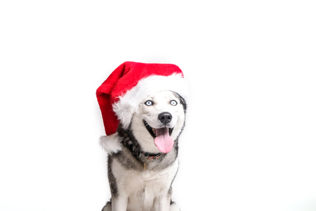 Christmas dog concept. Portrait of young beautiful funny husky sitting with tongue out wearing santa hat, white isolated background. Smiling face of domestic pet with pointy ears. Close up, copy spaceの写真素材
