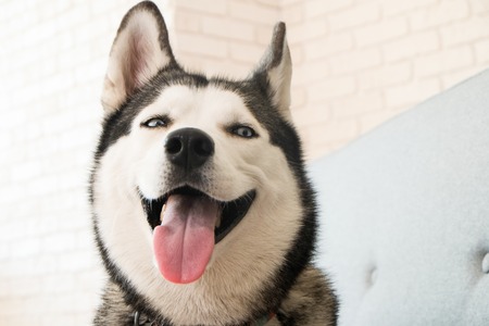 Portrait of young beautiful funny husky dog sitting on grey textile sofa at home. Smiling face of domestic pure bred dog with pointy ears. Loft style brick wall background, close up, copy space.の写真素材
