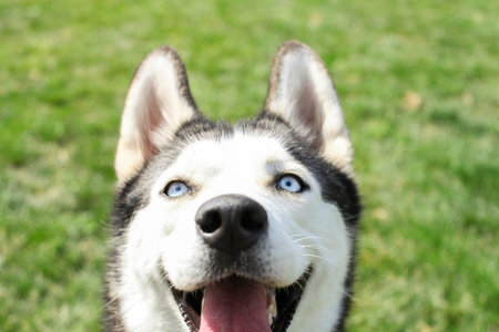 Funny siberian husky dog with pointy ears & long tongue sticking out on a walk. Leashed domestic...