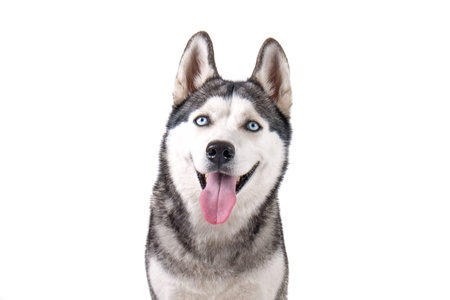 Portrait of young beautiful funny husky dog sitting with its tongue out on white isolated...