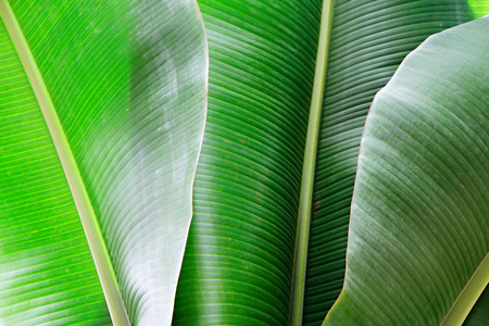 Group of big green banana leaves of exotic palm tree in sunshine on white background. Tropical plant foliage with visible texture. Pollution free symbol. Close up, copy space.の写真素材