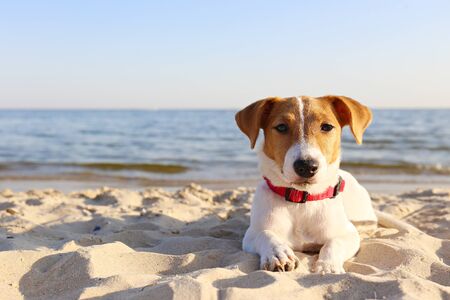 Funny looking jack russell terrier puppy at the sandy beach with soft sunset light. Adorable four months old doggy with curious eyes over ocean view background. Portrait, close up, copy space.の写真素材