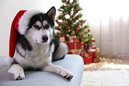 Black and white siberian husky on Christmas eve concept. Adorable doggy wearing Santa Claus hat on the couch by the holiday tree with wrapped gift boxes. Festive background, close up, copy space.の写真素材