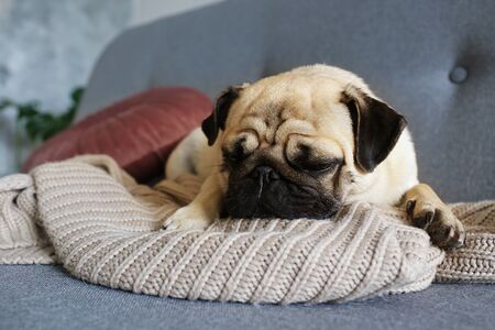 Funny dreamy pug with sad facial expression lying on the grey textile couch with blanket and cushion. Domestic pet at home. Purebred dog with wrinkled face. Close up, copy space, background.の写真素材
