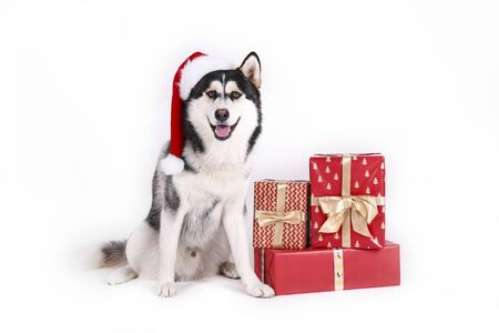Christmas dog concept. Portrait of young funny husky with his tongue sticking out, wearing Santa Clause hat as symbol of holiday spirit, white isolated background. Close up, copy space.の写真素材