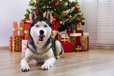 Black and white siberian husky on Christmas eve concept. Nine months old adorable doggy on the floor by the holiday tree with wrapped gift boxes. Festive background, close up, copy space.の写真素材